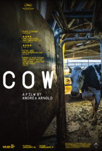 19. MDAG: Krowa | Cow
